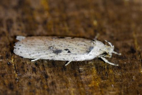 Réf. 335 227 : Agonopterix yeatiana